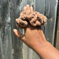 Scrunchy